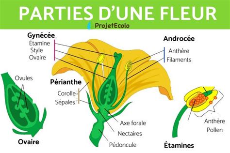 Naissance d'une fleur ou d'une idée .